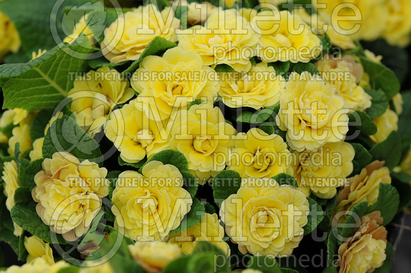 Primula Belarina Buttercup Yellow (Primrose) 1 