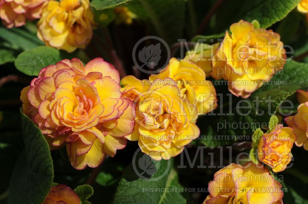 Primula Belarina Nectarine (Primrose)  3