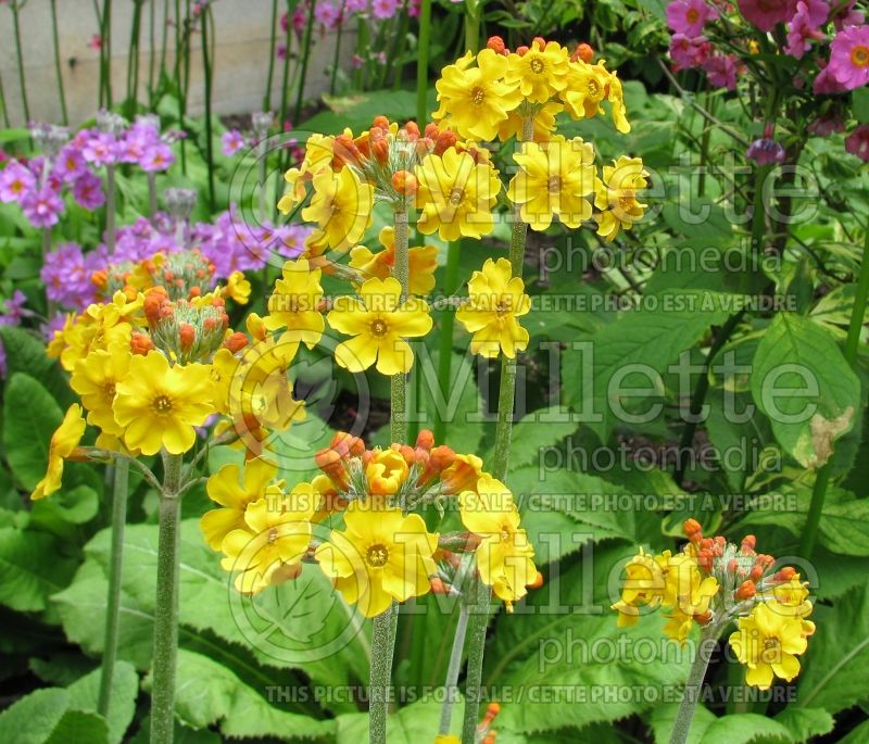 Primula bulleyana (Primrose) 2 