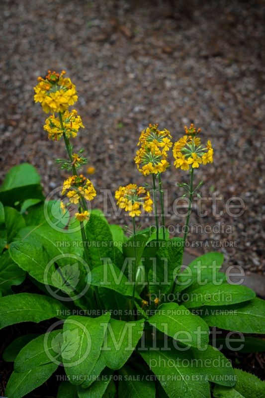 Primula bulleyana (Primrose) 6 