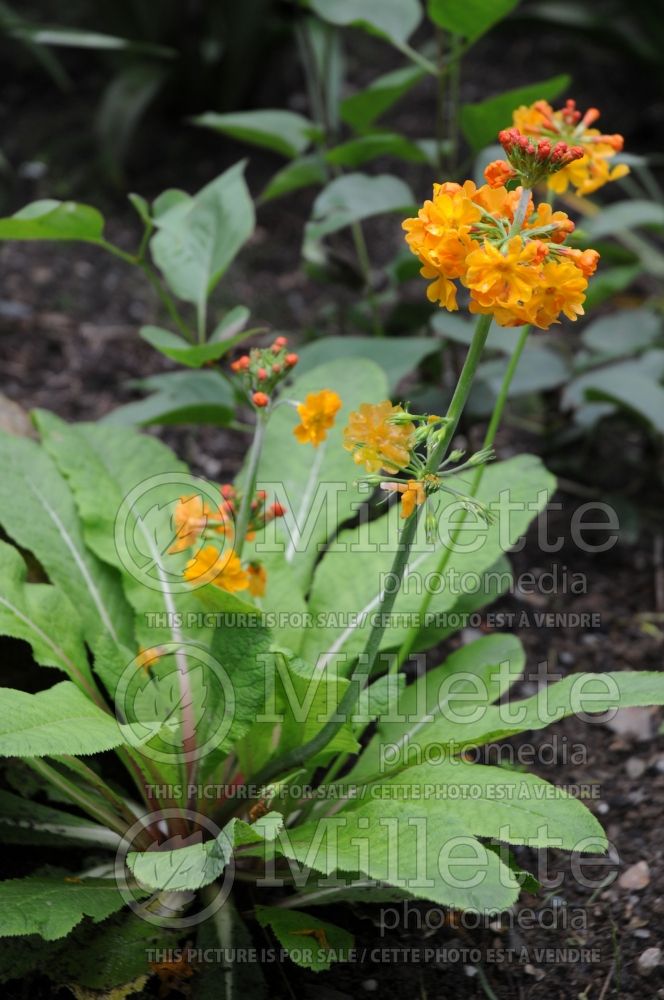 Primula bulleyana (Primrose) 7 