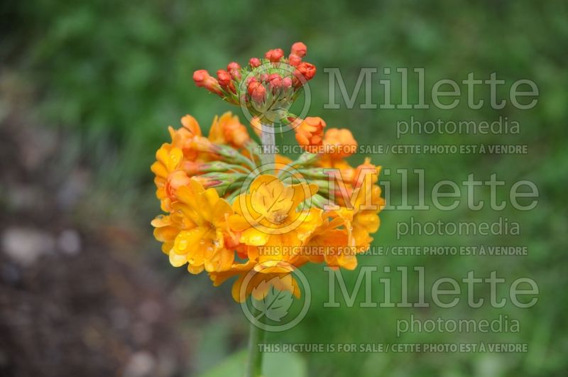 Primula bulleyana (Primrose) 8 