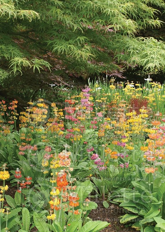 Primula bulleyana (Primrose) 5 