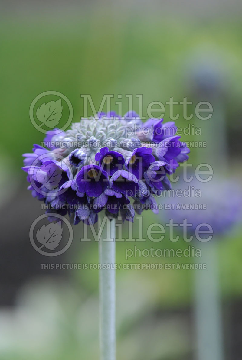 Primula Noverna Deep Blue (Primrose) 2 