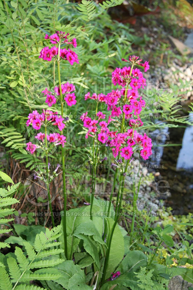 Primula Carminea (Japanese primrose)  3