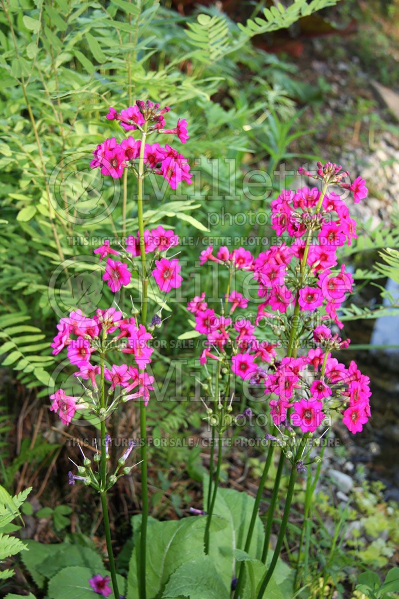 Primula Carminea (Japanese primrose)  1