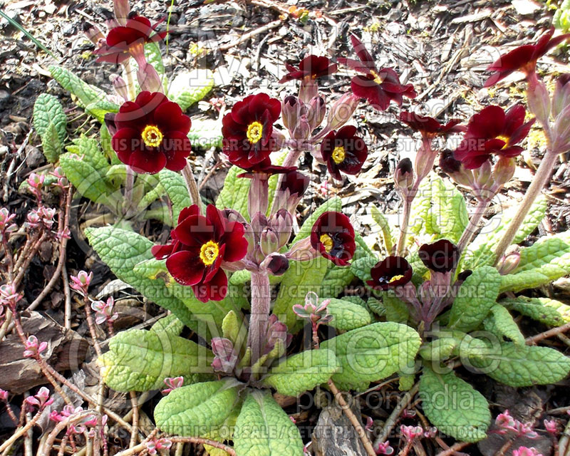 Primula Cowichan Garnet (Primrose) 1 