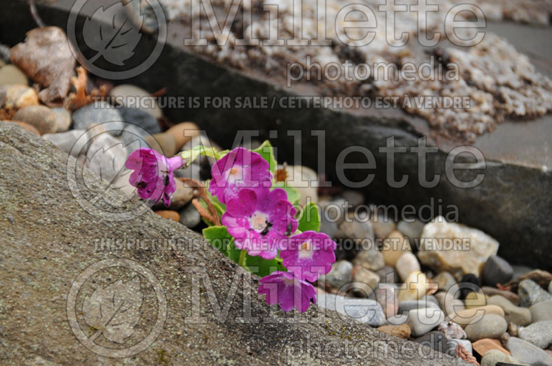 Primula daonensis (Primrose) 1 