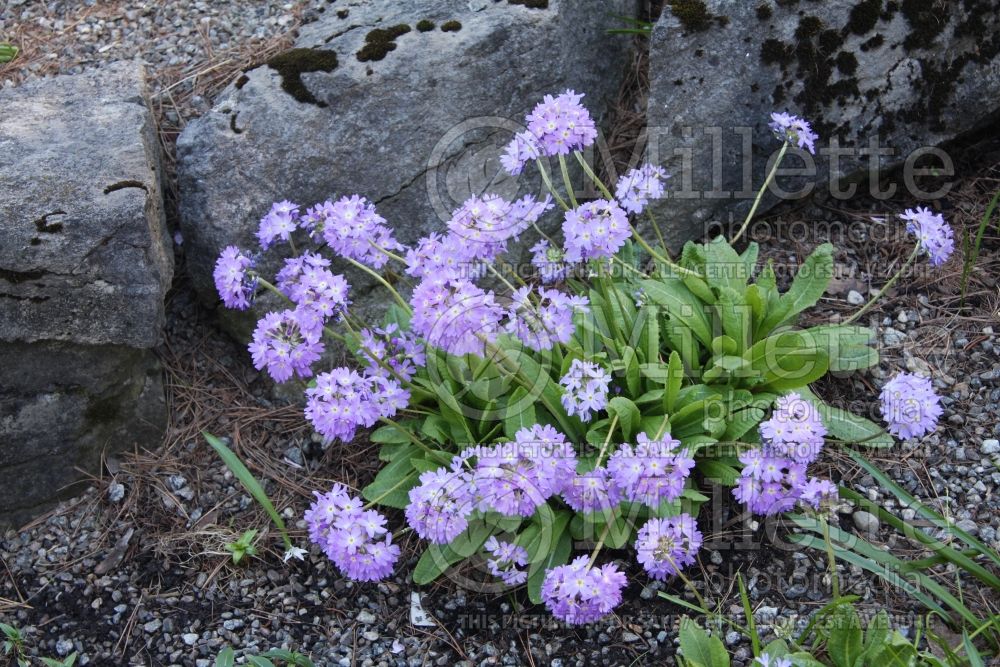 Primula denticulata (Primrose)  2