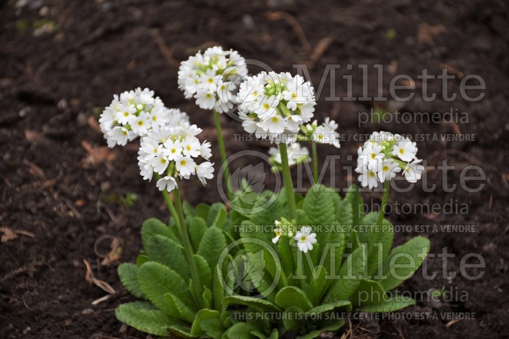 Primula Alba (Primrose) 3 