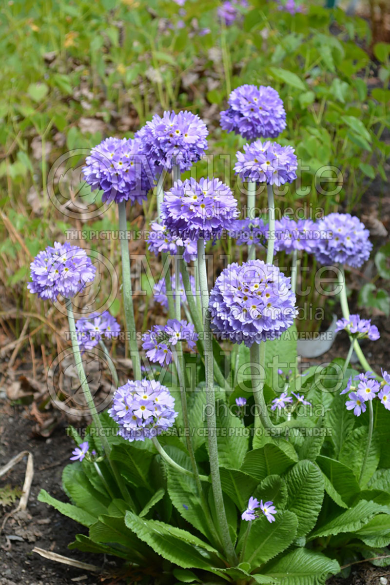 Primula Cashmeriana (Primrose) 1 