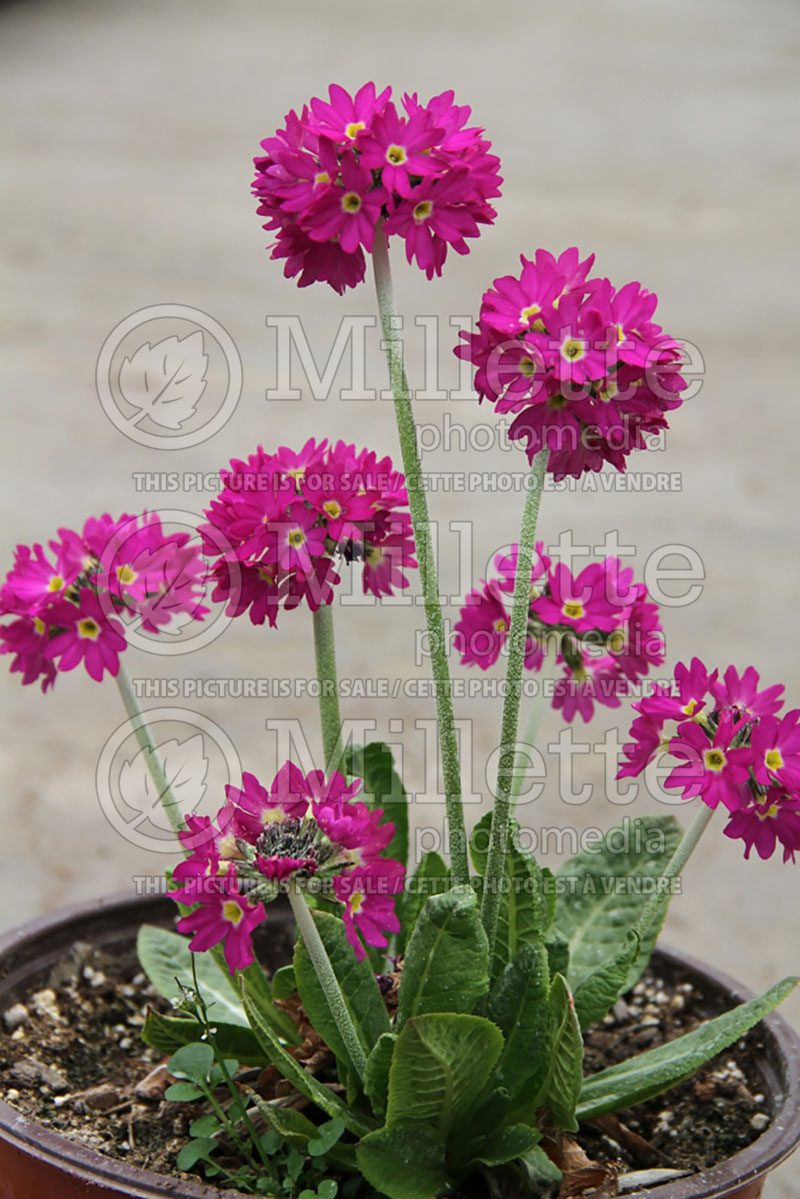 Primula Cashmeriana Ruby  (Primrose) 1 