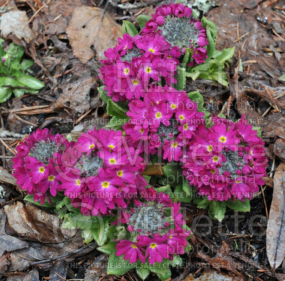 Primula Rubens Pink (Primrose) 1 