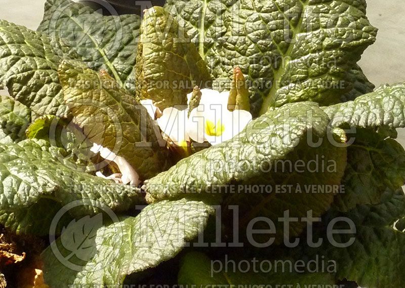 Primula Drumcliff (Primrose)  1