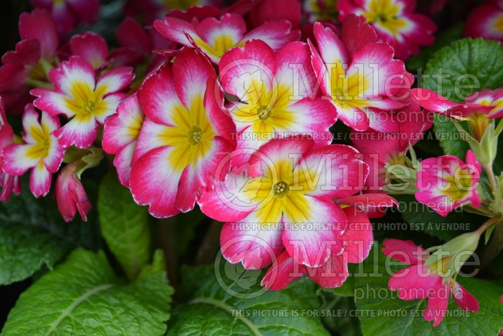 Primula Piano Rose Bicolor (Primrose) 1 