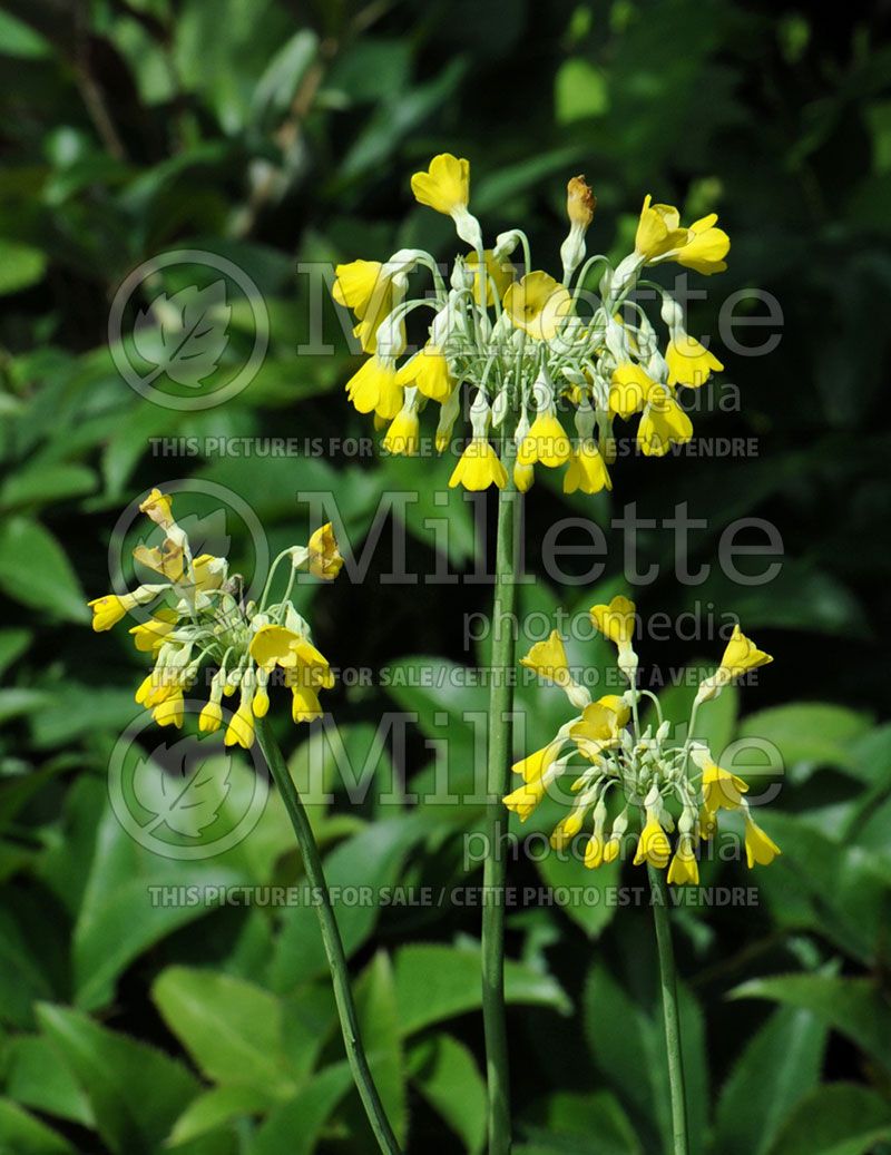 Primula florindae (Primrose)  4