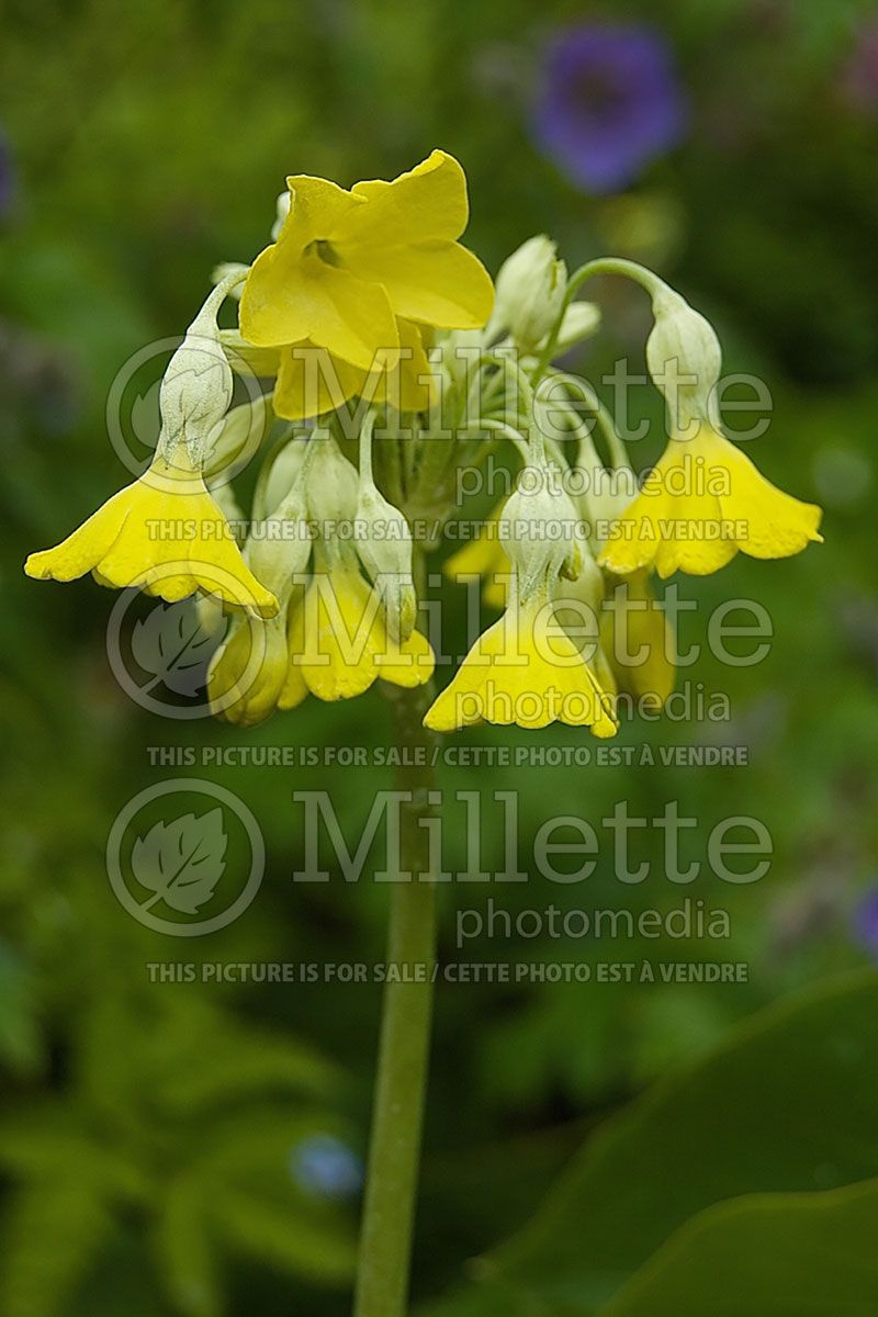 Primula florindae (Primrose)  2