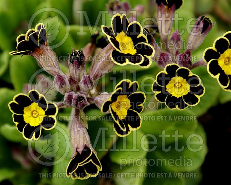 Primula Gold Laced (Primrose)  2