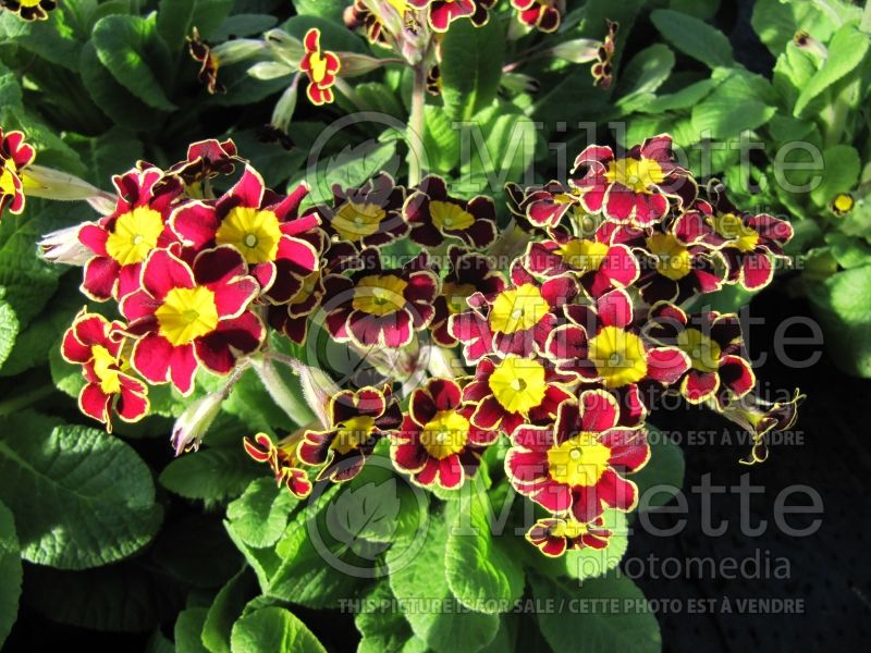 Primula Gold Laced (Primrose) 4 