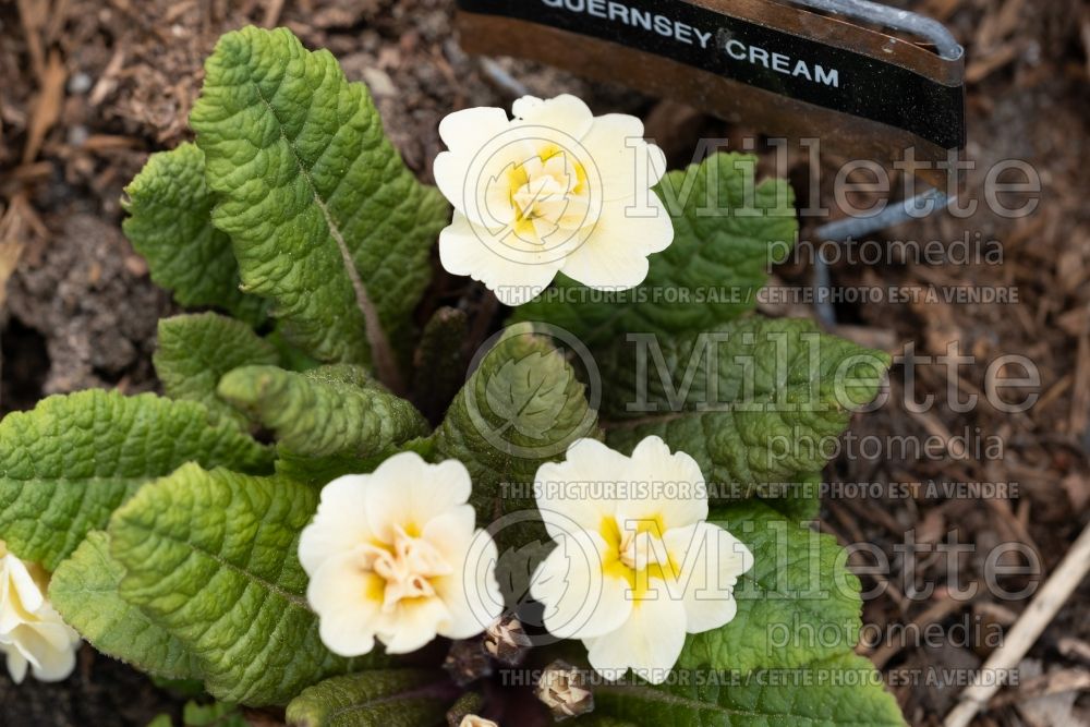 Primula Guernsey Cream (primrose) 1