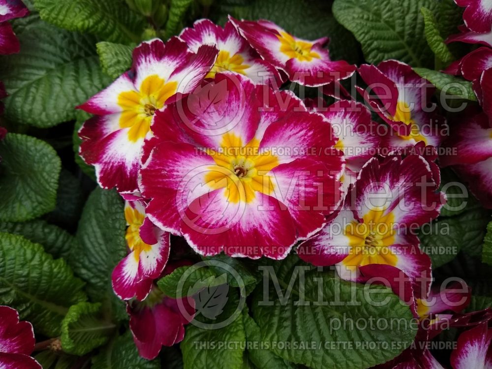 Primula Purple Flame (Primrose) 3 