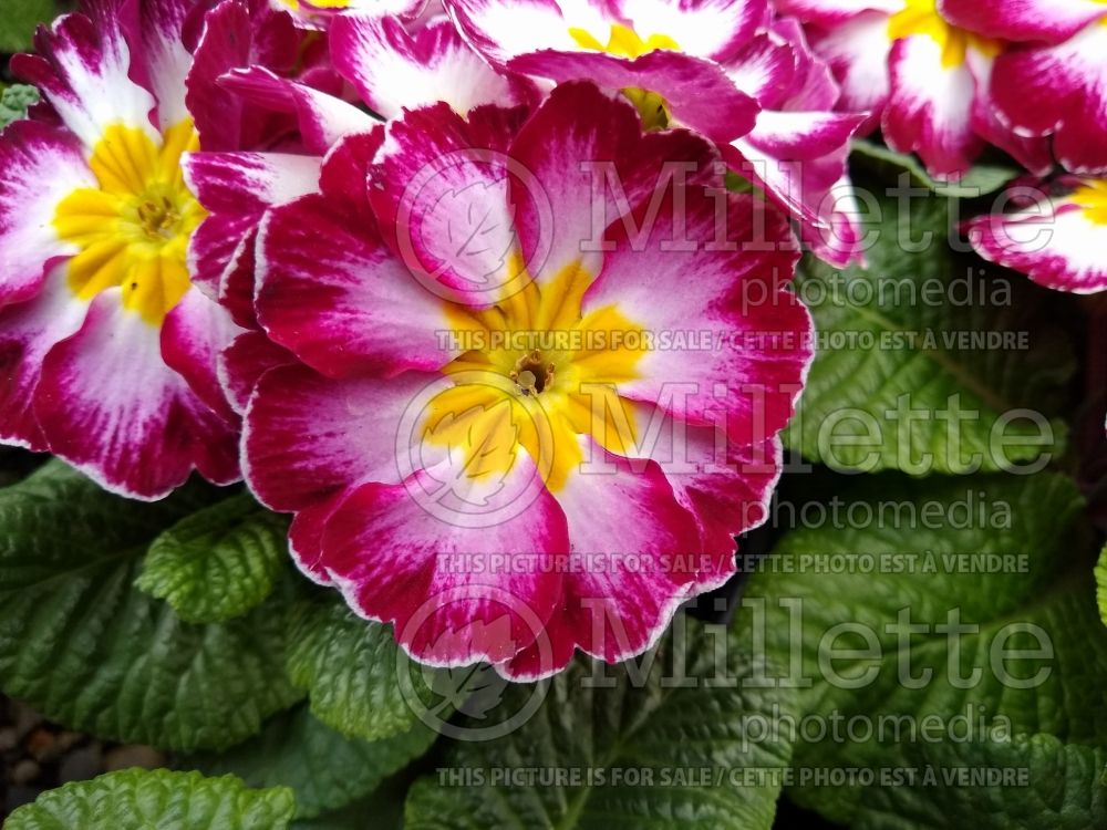 Primula Purple Flame (Primrose) 4 