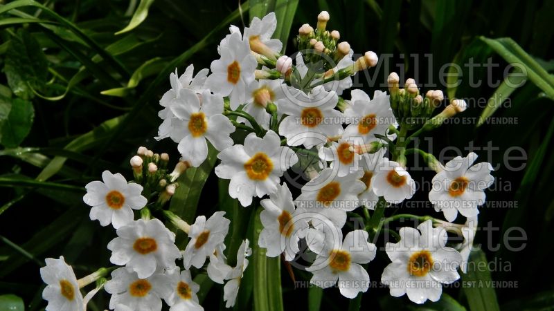 Primula Postford White (Primrose) 1 