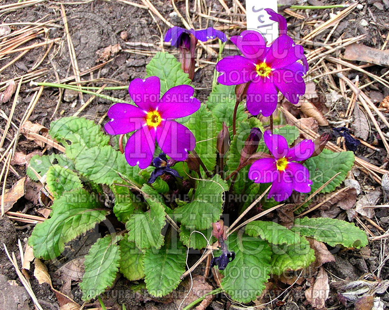 Primula Wanda (Primrose) 6 