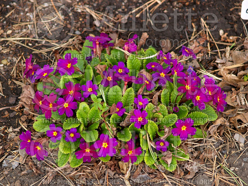 Primula Wanda (Primrose) 8 