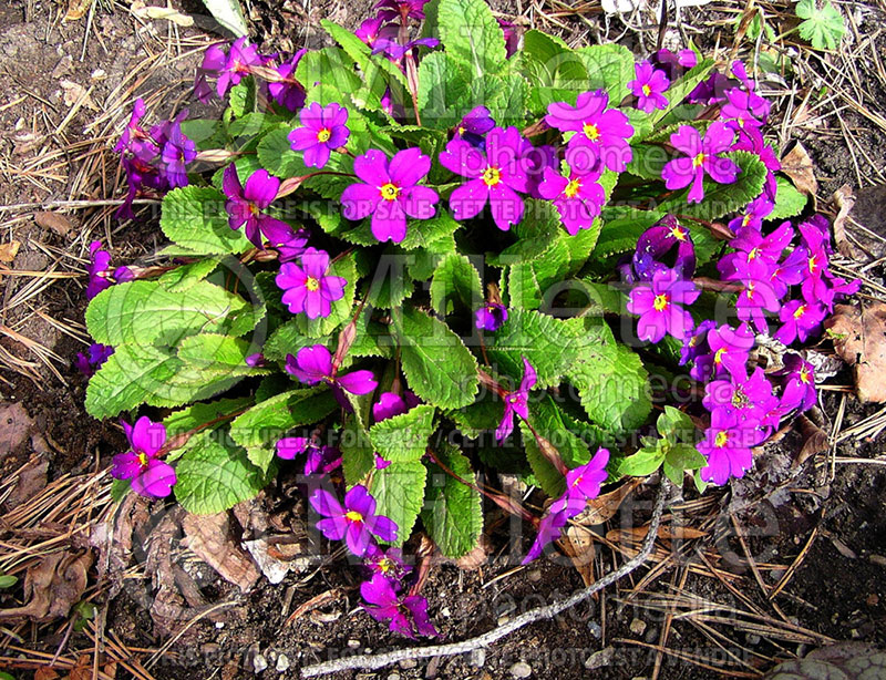 Primula Wanda (Primrose) 7 