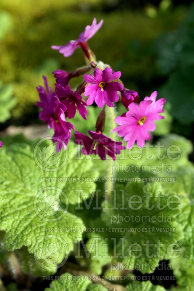 Primula kisoana (Primrose) 1 