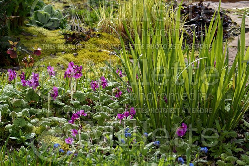 Primula kisoana (Primrose) 3 