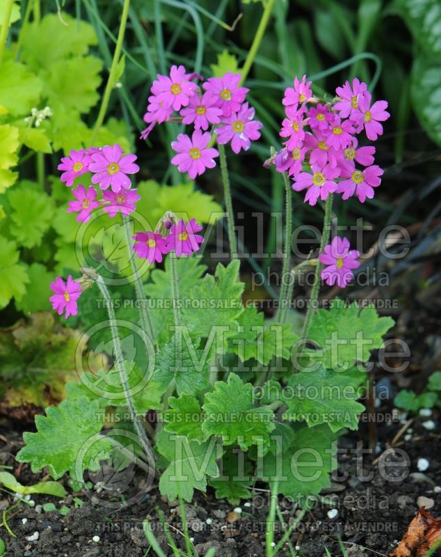 Primula kisoana (Primrose) 10