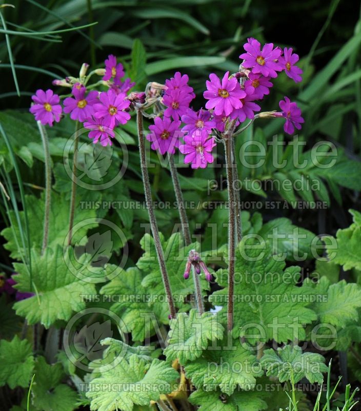 Primula kisoana (Primrose) 11