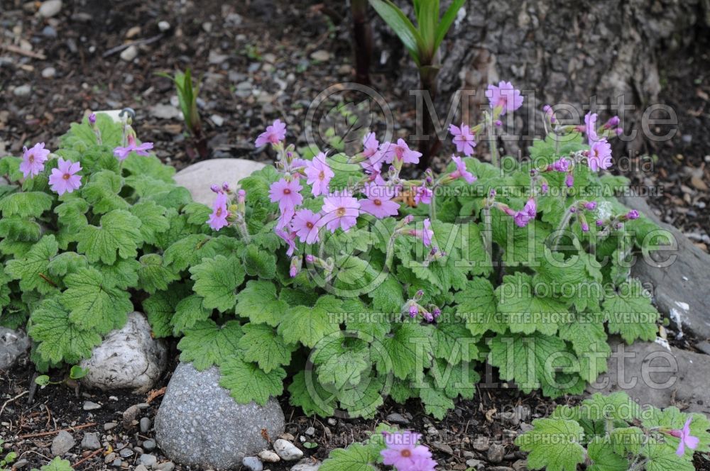 Primula kisoana (Primrose) 6