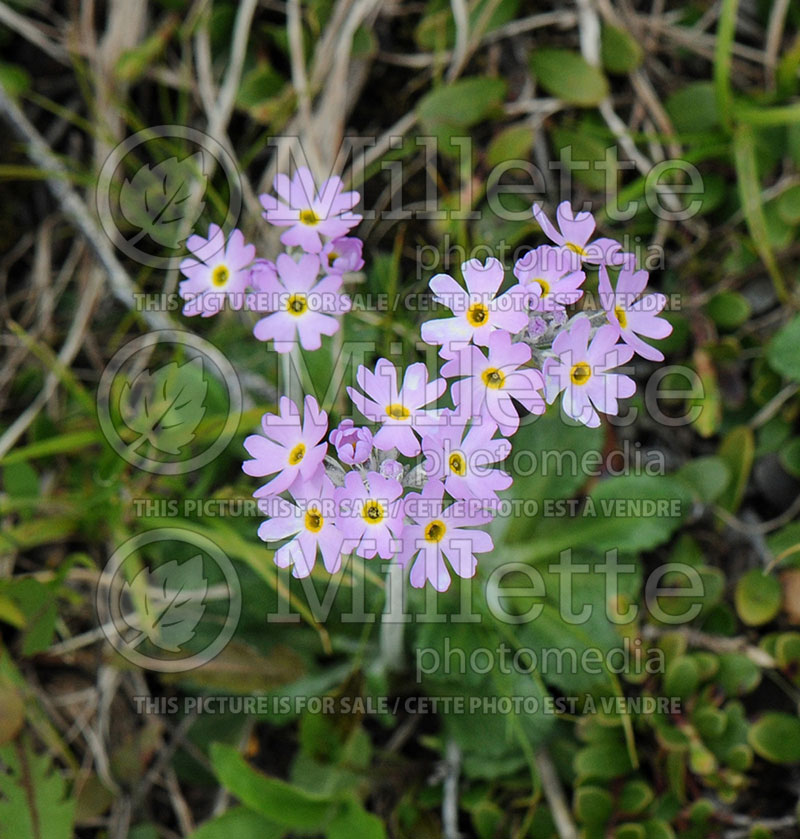 Primula laurentiana (Primrose) 1 