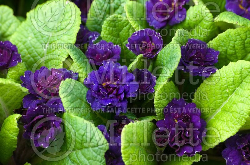 Primula Miss Indigo (Primrose) 1 