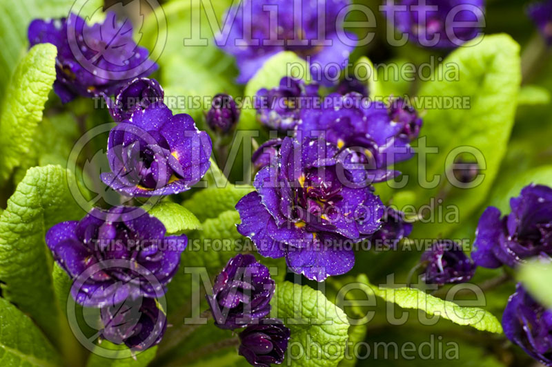 Primula Miss Indigo (Primrose) 2 