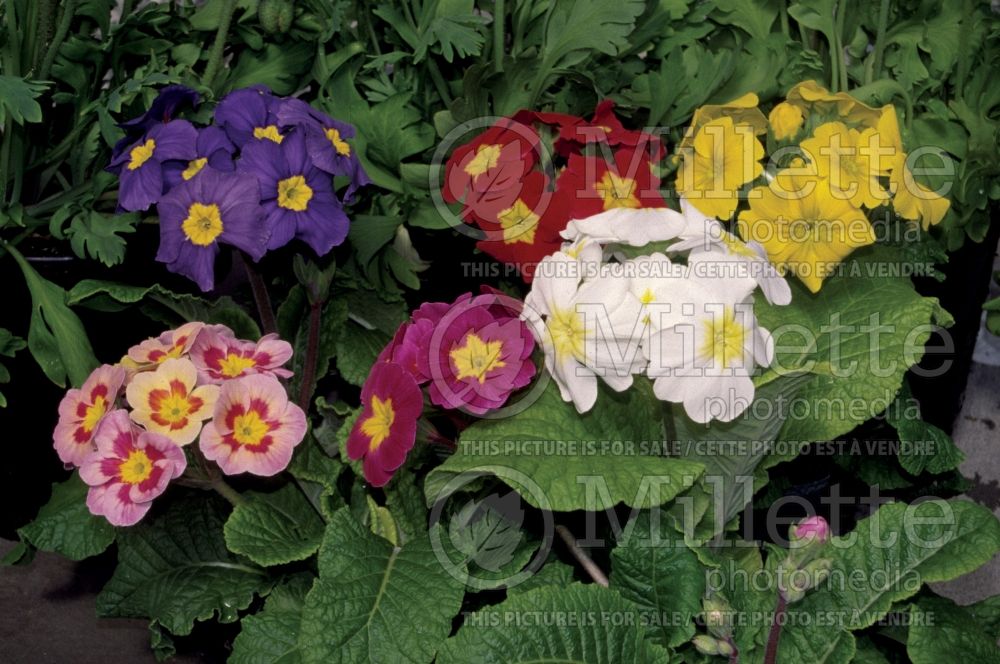 Primula Pacific Giant mix (Primrose) 1 