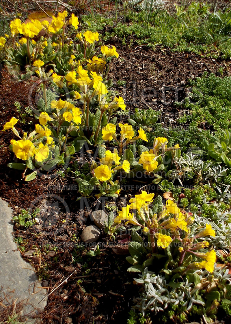 Primula Yellow Hose in Hose (Primrose) 1 