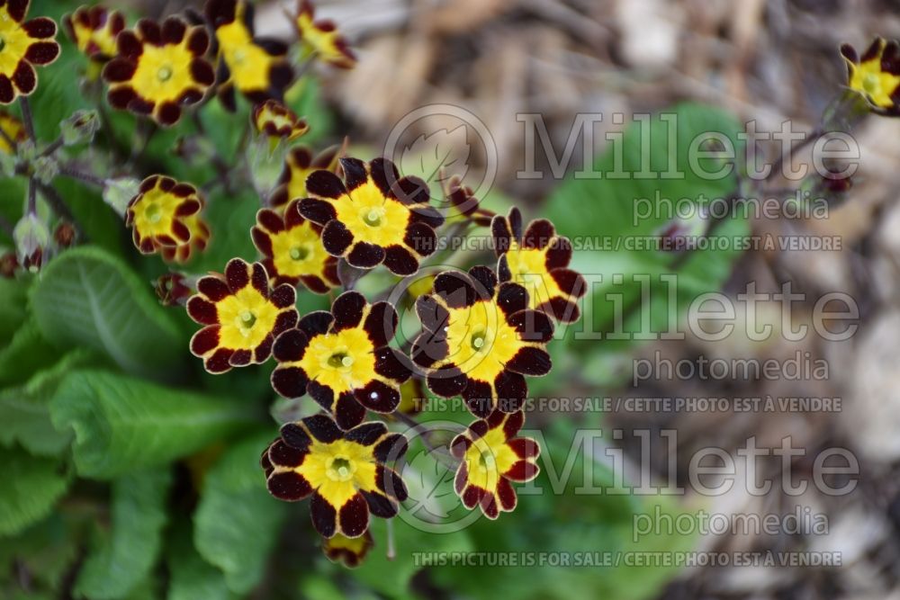 Primula Victoriana Gold Laced Black (Primrose) 1 