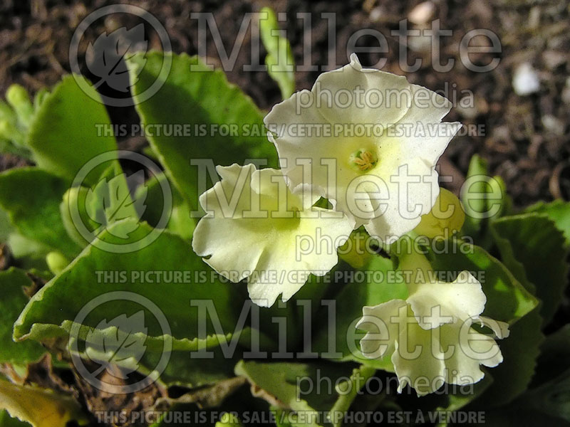 Primula Beverly White (Primrose) 1 