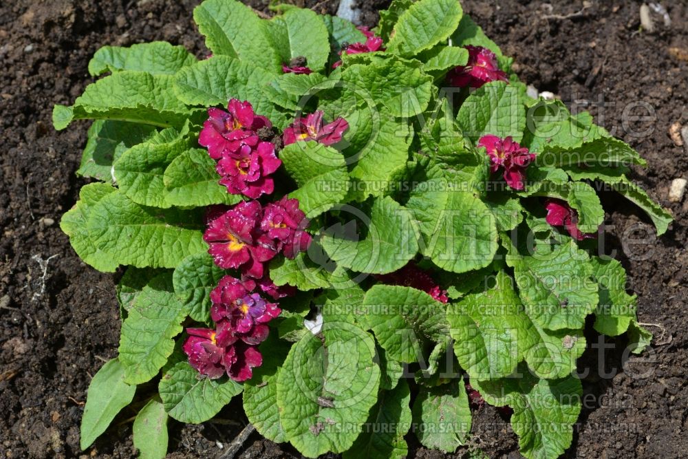 Primula Rosetta Red (Primrose) 1 