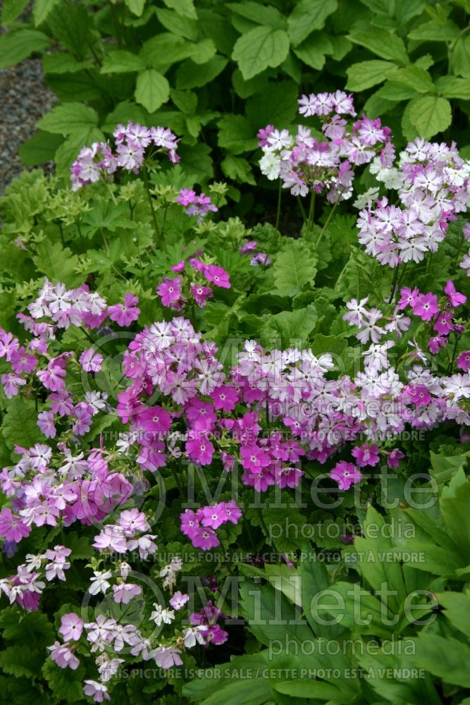 Primula sieboldii (Japanese primrose) 1