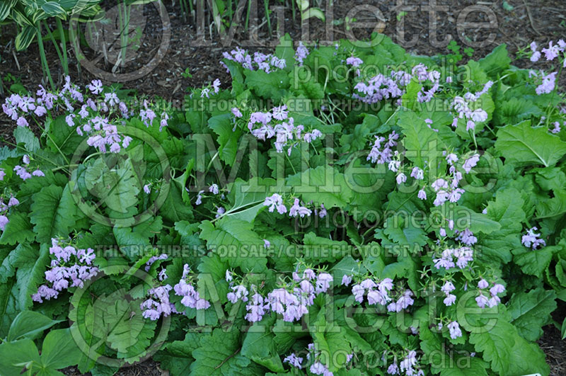 Primula Drag Queen (Japanese primrose) 1 