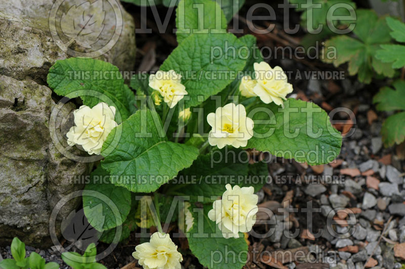 Primula Val Horncastle (Primrose) 1 