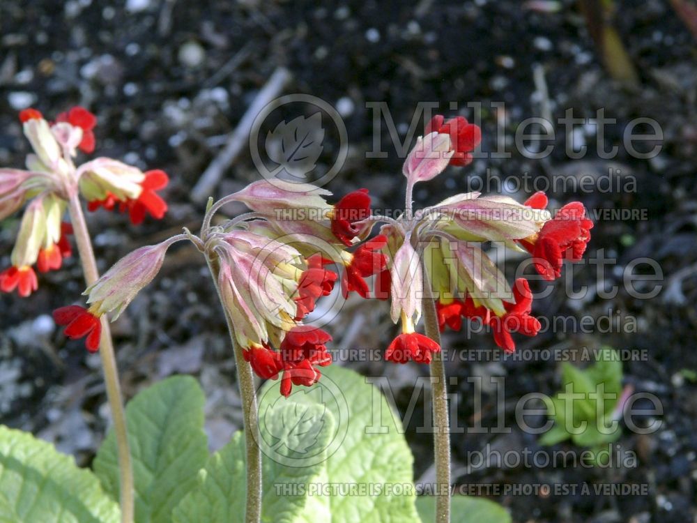 Primula Sunset Shades (Primrose) 2 