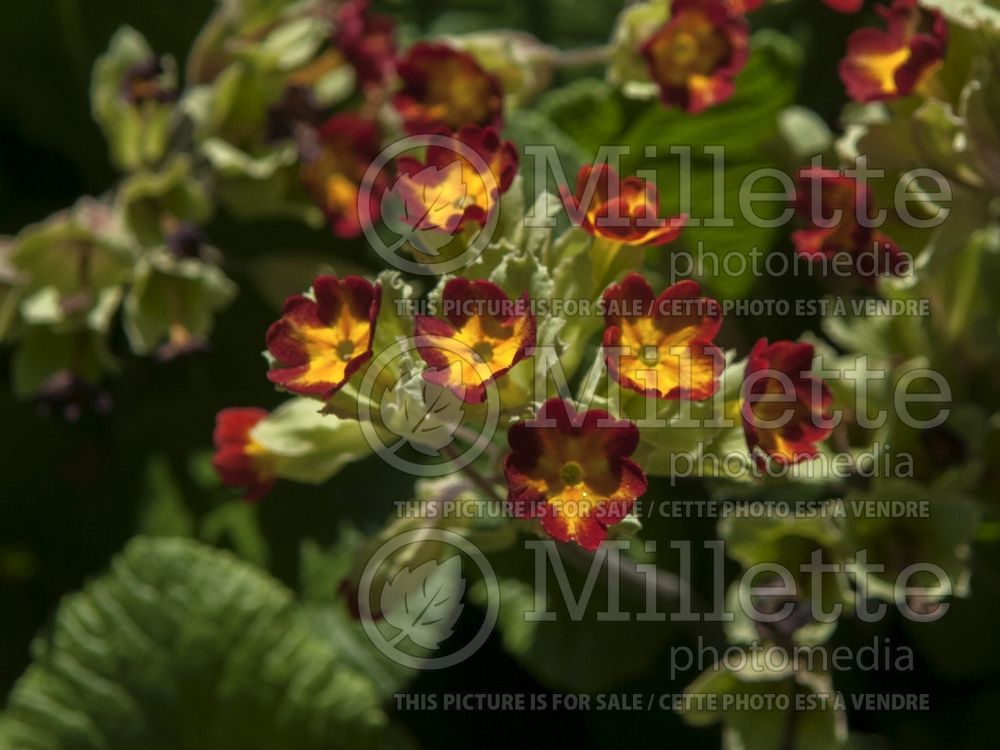 Primula Sunset Shades (Primrose) 1 