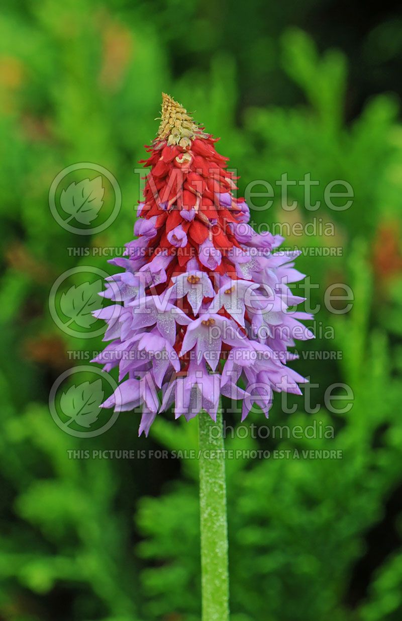 Primula vialii (Primrose)  4