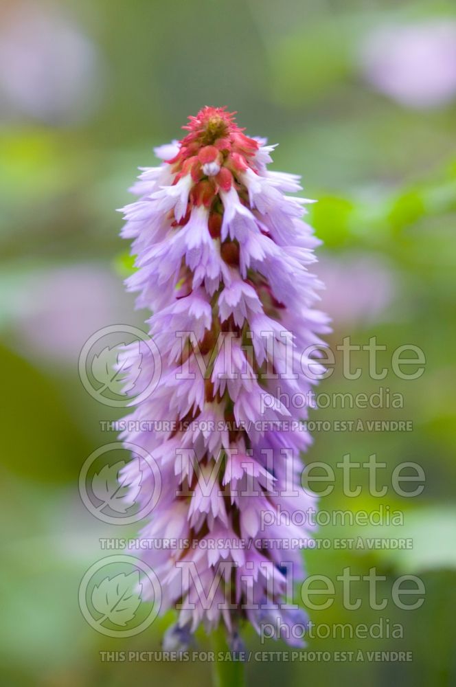 Primula vialii (Primrose)  5